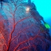 seafan_sr_v_0705_png0222_1rv.jpg